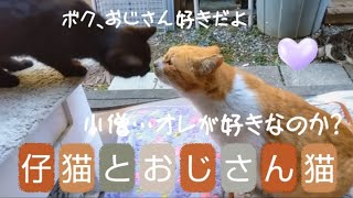 【仔猫とおじさん猫🐈️🐈‍⬛🩷】地域猫ボランティアのなづママ𓃠#なづママ#野良猫 #猫動画 #ねこ #ネコ #猫#cats #仔猫#子猫#こねこ#里親募集中 #猫のいる暮らし #ショート#猫の日常