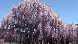 ワイエムエス　フレンドリー　柳川市中山の大藤　2022/04/17