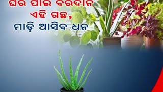 Vastu Tips: ଘରେ ଲଗାନ୍ତୁ ଏହି ୩ଟି ଗଛ; ଦୂରେଇ ଯିବ ଆର୍ଥିକ ସମସ୍ୟା, ହେବ ଟଙ୍କା ବର୍ଷା!