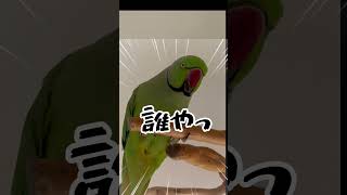 5日ぶりに会った時のインコたちの反応 #ワカケホンセイインコ #shorts