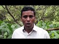 sustainable model in cashew with intercrops mallu dora koyyuru mandal bct kvk u0026 gss kdpeta