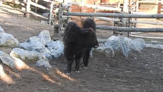 生後2ヶ月半のヤクの赤ちゃん　Baby yak 2016 1222