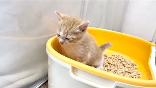 小刻みにしっぽを揺らしながらおしっこする子猫＆ボール大好き！生後32日【ミドくん日記#24】Mido loves a ball.