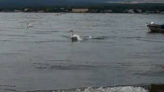 山中湖にて怪我した白鳥の捕り物劇 Swan