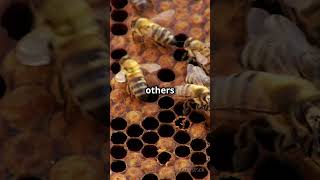 The Secret Dance of Bees!  #bees  #nature  #waggledance  #pollinators  #ecosystem  @Shorts