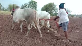 ಕಿಲಾರಿ ಎತ್ತುಗಳು ರೈತನ ಮಿತ್ರ ರೈತ ಸಾಕಿದ ಟೈಗರ Karnataka khillar kesari ಯುಟ್ಯೂಬ್ ಚಾನೆಲ ಶೇರ ಮಾಡ್ರಿ