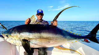 Yellowfin tuna popping in Addu Atoll, Maldives 🇲🇻