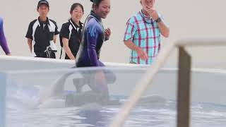 神戸須磨シーワールド　ステラの水中トレーニング　2024.7.10