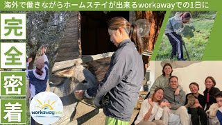 【海外旅行】海外旅行なのにホームステイで住居費・食費タダ?! workawayでの1日に密着