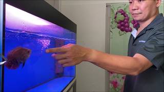 LIOW VIDEO: My Arowana \u0026 Oscar fish update 过背金龙与地图鱼