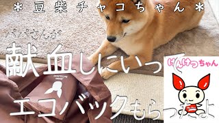 【柴犬・豆柴】献血について♪けんけつちゃんのエコバックにびびるチャコ♪日本赤十字社♡キャンペーンぺこぱ