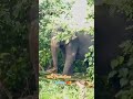 මොකෝ හැංගිලා ඉන්නේ elephant animals elephantdance cuteanimals viral viralvideo trending 😍😍