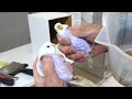 amethyst budgies. how to breed amethyst budgerigars