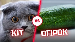 Коти vs. Огірки: Таємниця, яку ти не знав!