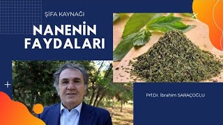 NANENİN FAYDALARI / Nanenin Zararları ve Yan Etkileri