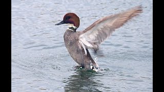 ヨシガモ　Falcated duck　Anas falcata