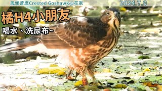 20240709 （2）橘H4小朋友喝水、洗尿布~【花家│鳳頭蒼鷹Crested Goshawk】