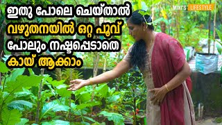 ഒറ്റ പൂവ് പോലും നഷ്ടപ്പെടാതെ കായ് ആക്കാം | Brinjal Krishi Malayalam