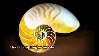 Gods Fingerprint - The Fibonacci Sequence