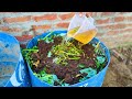 Compost the Black Gold! Composting for Beginners, Zero-Waste, Zero-Cost and Zero Space Required