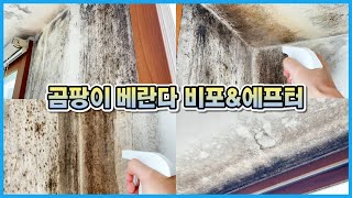 곰팡이 가득 피었던 식물 베란다 과연 어떻게 변했을까요?? 내돈내산 곰팡이 제거제 솔직리뷰