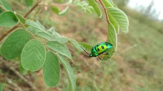 பொண்வண்டு - ஒரு வகை..