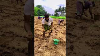 இப்படித்தான் வெங்காயம் நடவு பண்ணனும் #farming #vairal2024 #naturelovers #insta #vairal #dindugal