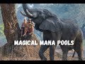 Magical Mana Pools Safaris