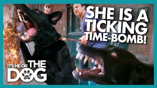 German Shepherd Taught to Bite Has Victoria Worried | It's Me or The Dog