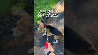 産まれて初めて見る牛を怖がるビーグル犬ケンシロウ#子犬のいる生活#ビーグル犬#癒し#犬#dog