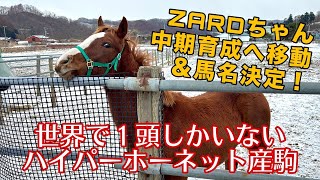 【ZARDちゃんが移動＆馬名決定】世界で1頭のハイパーホーネット産駒