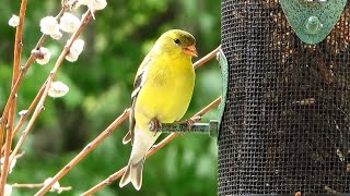 American Goldfinches on a Rainy Day