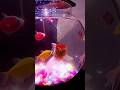 Bongo Cha Cha Cha Fish 🐠🐟 #viral #fish #aquarium #shorts #video #trending #short #youtube #fyp #yt