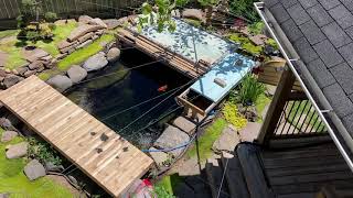 Providing shade for my  koi.