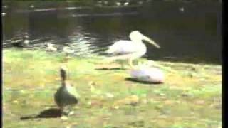 【衝撃】鳥をないないしちゃうペリカン☆　pelican eat bird