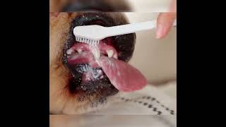 Beefy Fresh: Pet Dental Kit