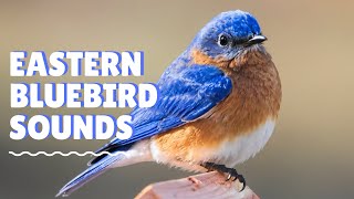 Eastern Bluebird Sounds