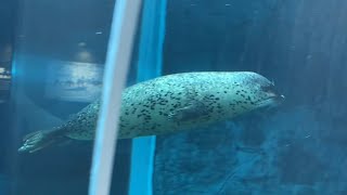 水中トンネルからゴマフアザラシを観察　円山動物園　Observing Spotted Seals from the Underwater Tunnel