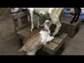 Baby Goats Nursing!