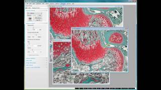 Micrometer Bars and Annotation Objects within Lumenera INFINITY ANALYZE