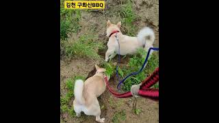 억수같이 퍼붓던 비가~잠시 소강상태~😥#김천 구화산 BBQ#구화산bbq#캠핑장#캠핑장 강아지#갬성캠핑