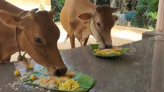 ನಮ್ಮ ಮನೆಯ ಹಸುಗಳಿಗೆ  ಜೋಡಿ ಸೀಮಂತ/cow baby  shower