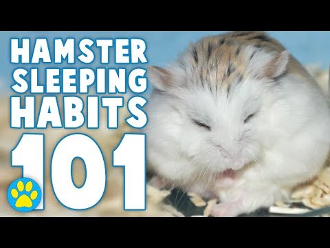How many hours are hamsters awake?