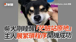 柴犬剛睡醒一臉茫：你誰？主人捏狗鼻幫開機醒腦🤣｜寵物動物｜黑柴｜萌寵｜精選影片