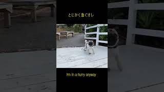 【パグ】pug とにかく急ぐオレ #ちゃびん #パグ #short #沖縄