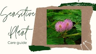 Sensitive Plant (Mimosa pudica ) Complete Care Guide For Beginners