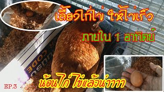 เกษตรกร DAY OFF : น้อนไก่ ไข่แล้ว เทคนิคเลี้ยงไก่ไข่ให้ไข่เร็ว ภายใน 1อาทิตย์ EP.3