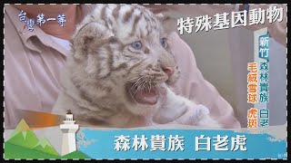 台灣第一等【基因缺陷物種 白錦蛇／白龍王海鰻／孟加拉白虎／獅虎獸 彪】 _精選特輯