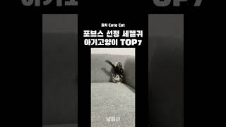 포브스 선정 세젤귀 아기고양이 TOP7 #고양이 #귀여운동물 #냥집사