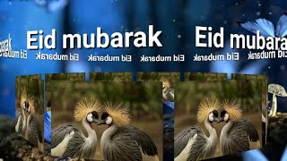 Eid mubarak   new whatsapp status  2018/by son of son 2879
